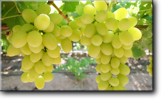 Дарья - виноград очень раннего срока созревания.